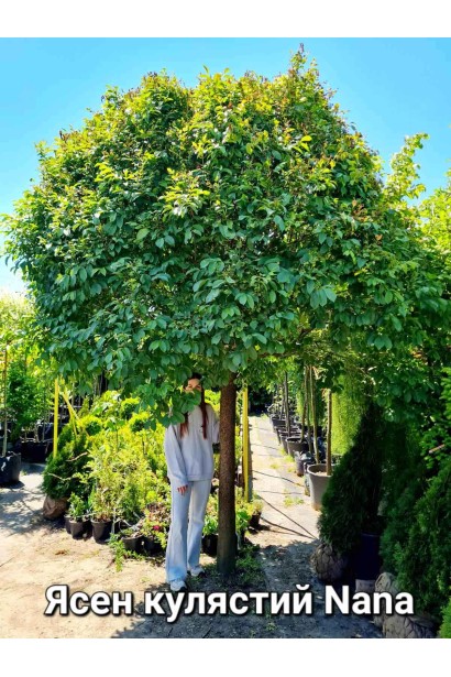 Компактний ясен Нана з кулястою кроною.